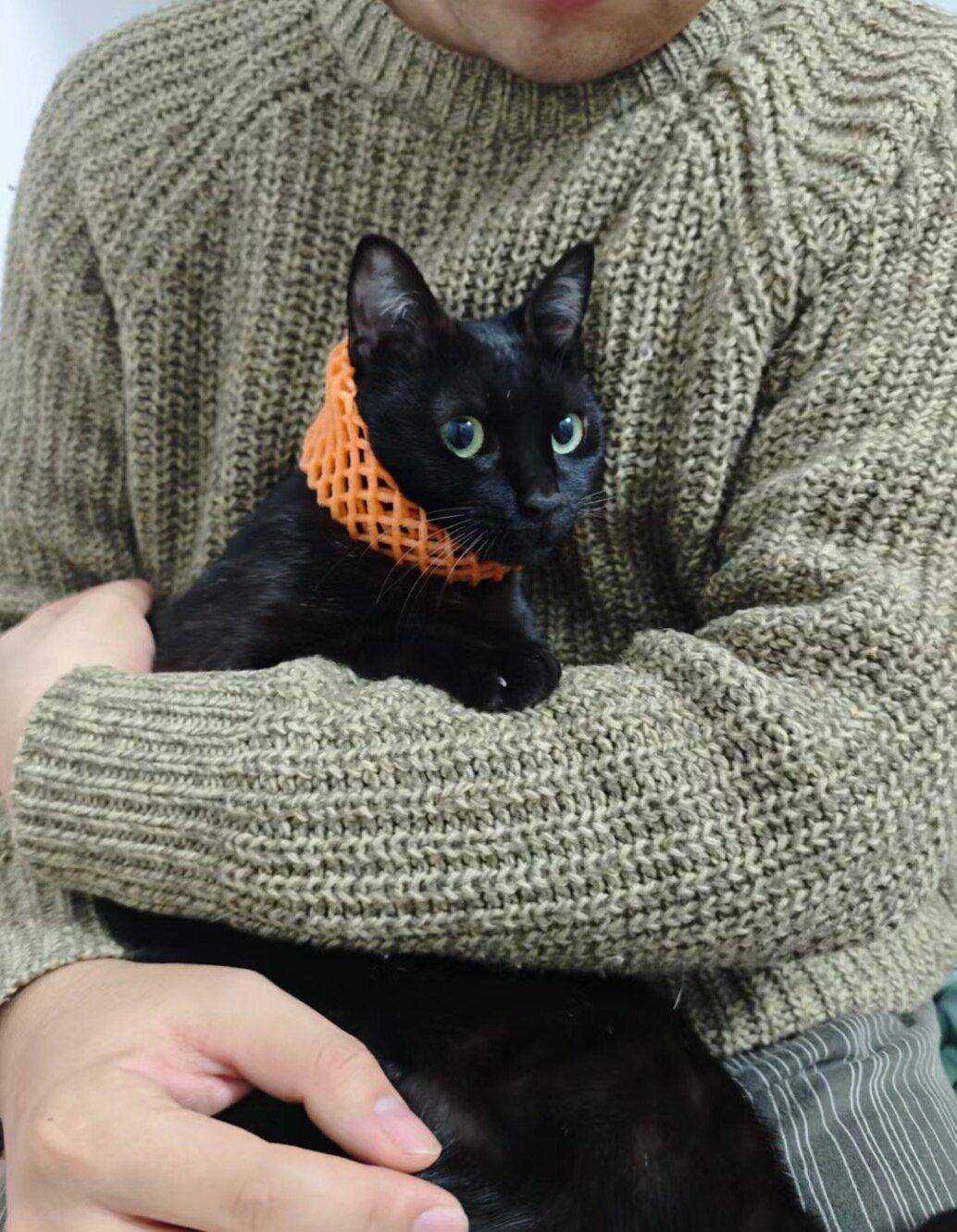 猫,黑猫,动物,焦点在动物上,写实的,拿着动物,长袖,抱住,棕绿色毛衣,蓝眼睛,面向观众抱着猫-豆友9907的以图出图-通用模式作品